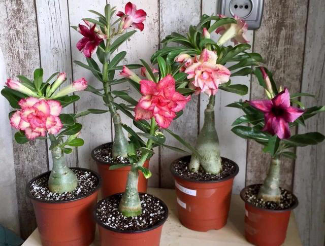 养沙漠玫瑰，有“3个”技巧，开半年花，朵朵又大又艳，比玫瑰美