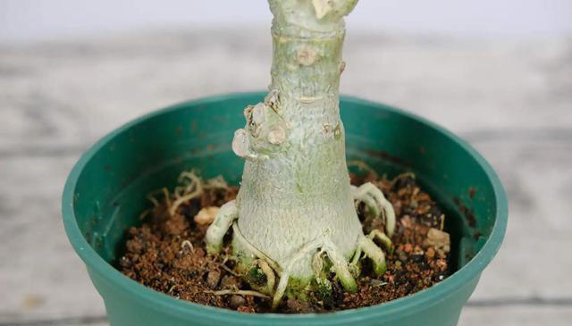 养沙漠玫瑰，有“3个”技巧，开半年花，朵朵又大又艳，比玫瑰美