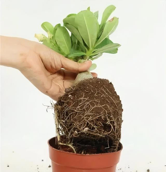 养沙漠玫瑰，有“3个”技巧，开半年花，朵朵又大又艳，比玫瑰美