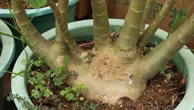 养沙漠玫瑰，有“3个”技巧，开半年花，朵朵又大又艳，比玫瑰美