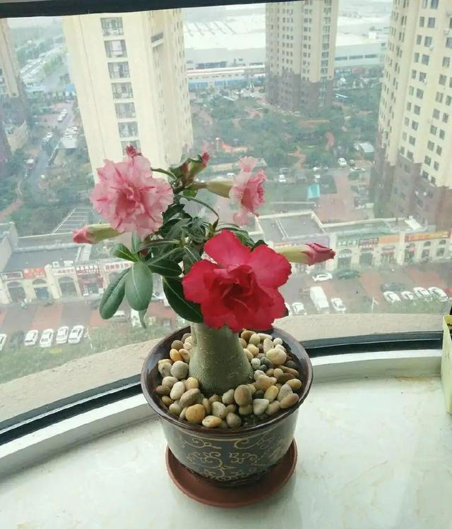 养沙漠玫瑰，有“3个”技巧，开半年花，朵朵又大又艳，比玫瑰美