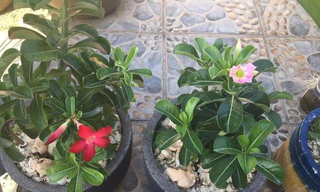 养沙漠玫瑰，有“3个”技巧，开半年花，朵朵又大又艳，比玫瑰美