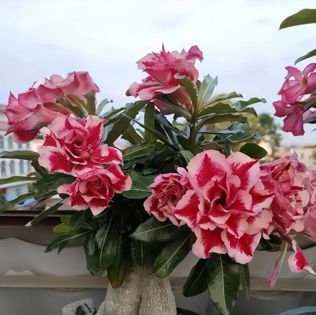 养沙漠玫瑰，有“3个”技巧，开半年花，朵朵又大又艳，比玫瑰美