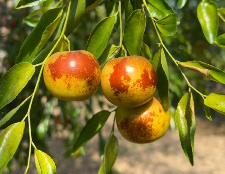 红枣、灰枣、冬枣、骏枣…带你认全“枣家族”，不再傻傻分不清