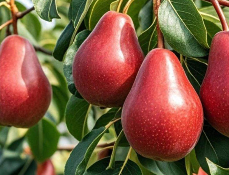 走进干果店或水果市场，琳琅满目的枣品种让人眼花缭乱。它们大小不一、形状各异，价格也相差甚远，你是否也曾困惑过：这些枣到底有什么区别？ 枣，这种起源于中国的古老果实，已经有八千多年的栽培历史。它不仅是一种甜美的零食，更是中医药典中的重要滋补品