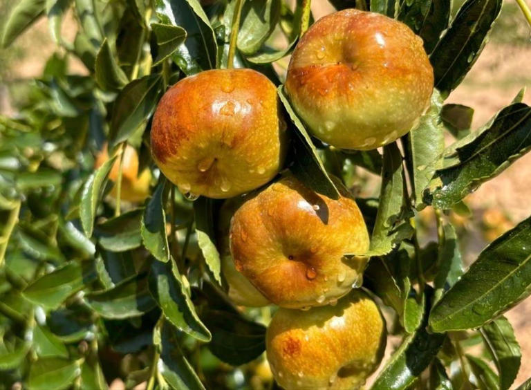 红枣、灰枣、冬枣、骏枣…带你认全“枣家族”，不再傻傻分不清