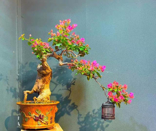 三角梅桩的水挺深！原生桩与嫁接桩差别大，买对了省钱又省心