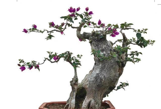 三角梅桩的水挺深！原生桩与嫁接桩差别大，买对了省钱又省心