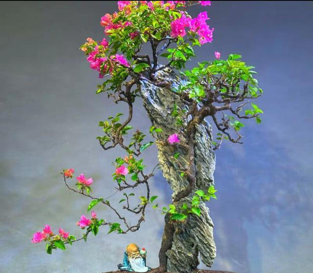 三角梅桩的水挺深！原生桩与嫁接桩差别大，买对了省钱又省心