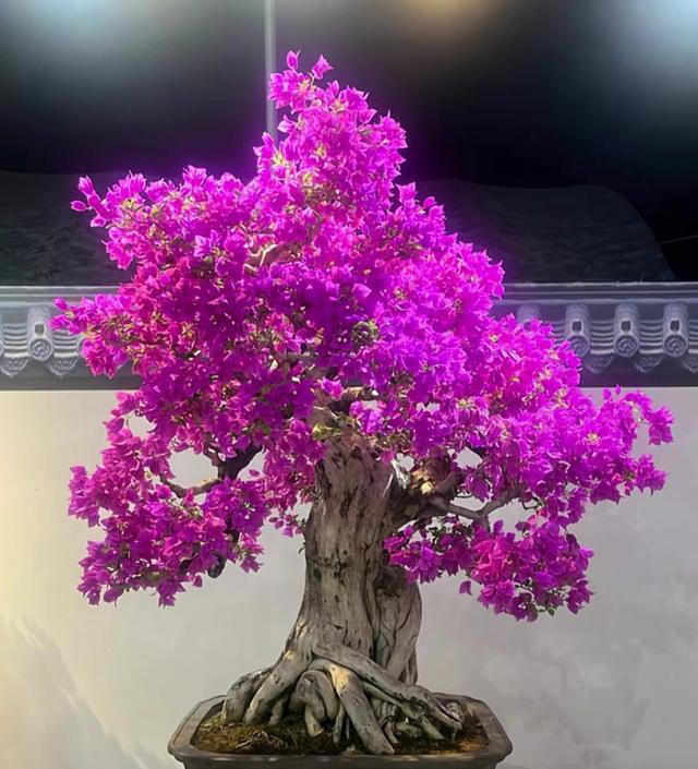 三角梅桩的水挺深！原生桩与嫁接桩差别大，买对了省钱又省心