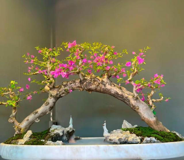 三角梅桩的水挺深！原生桩与嫁接桩差别大，买对了省钱又省心