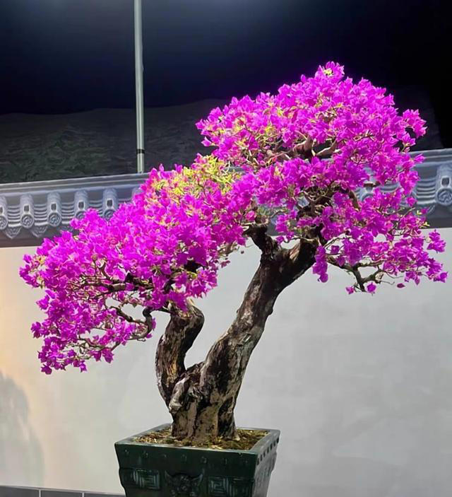 三角梅桩的水挺深！原生桩与嫁接桩差别大，买对了省钱又省心