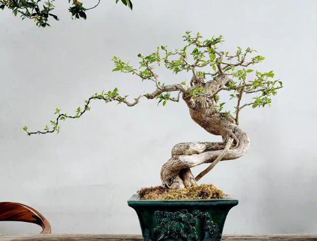 三角梅桩的水挺深！原生桩与嫁接桩差别大，买对了省钱又省心