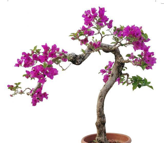 三角梅桩的水挺深！原生桩与嫁接桩差别大，买对了省钱又省心