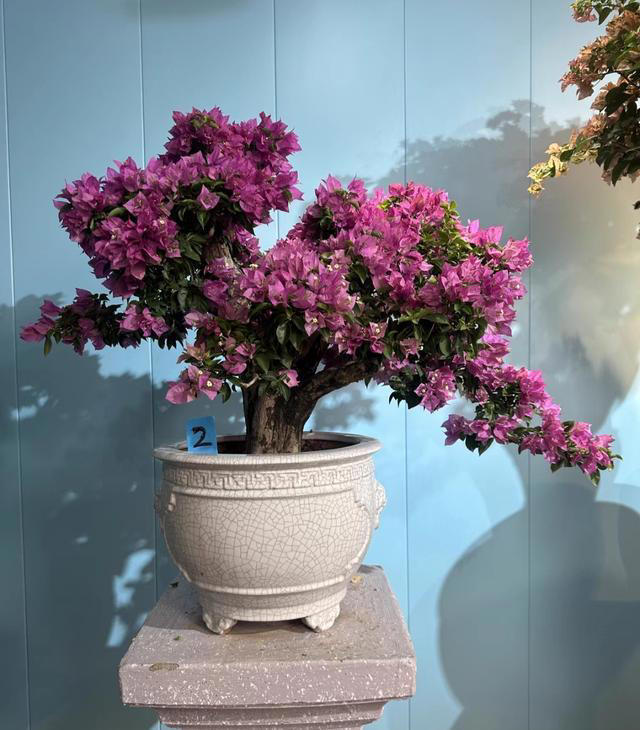 三角梅桩的水挺深！原生桩与嫁接桩差别大，买对了省钱又省心