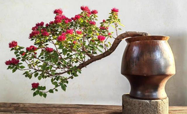 三角梅桩的水挺深！原生桩与嫁接桩差别大，买对了省钱又省心