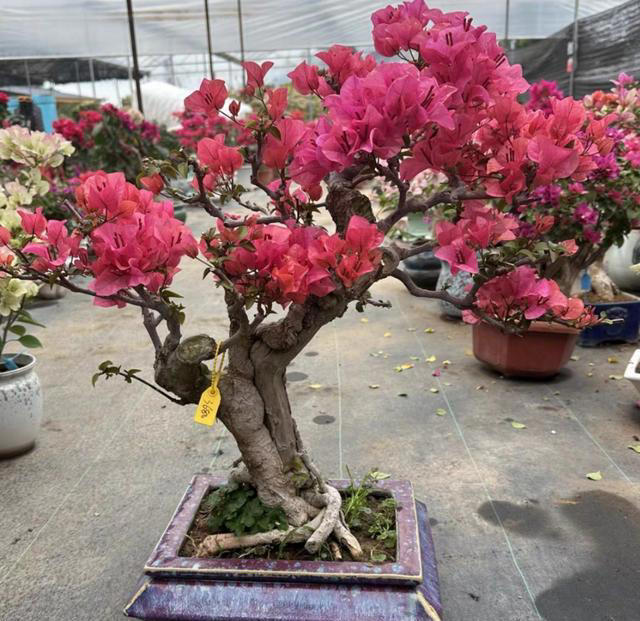 三角梅桩的水挺深！原生桩与嫁接桩差别大，买对了省钱又省心