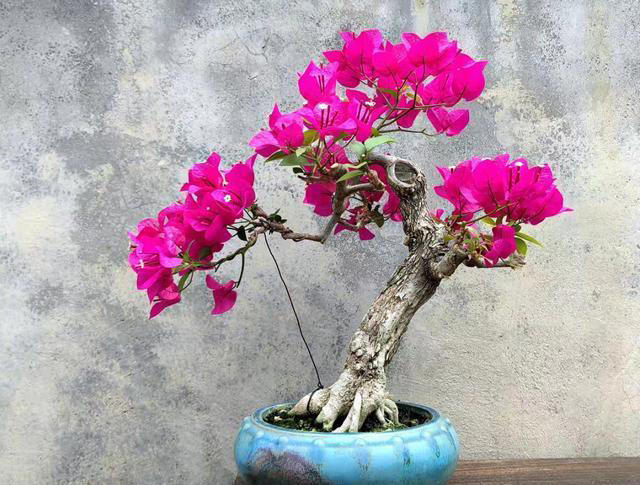 三角梅桩的水挺深！原生桩与嫁接桩差别大，买对了省钱又省心