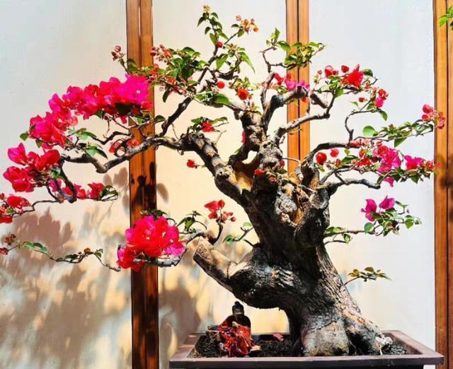 三角梅桩的水挺深！原生桩与嫁接桩差别大，买对了省钱又省心