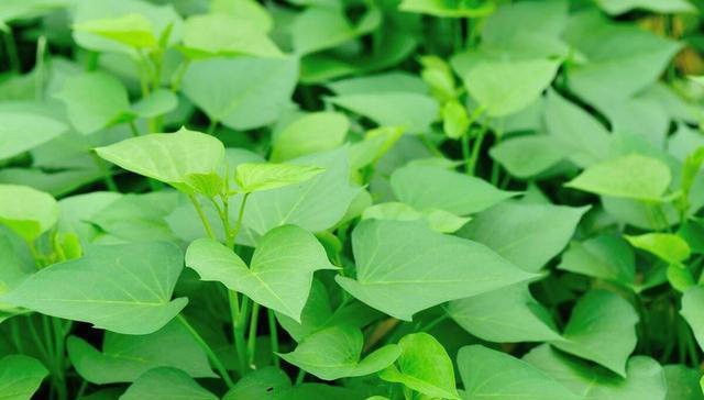 树底下和阳光不好的地方能种啥蔬菜？这些就不错，比有阳光长得好