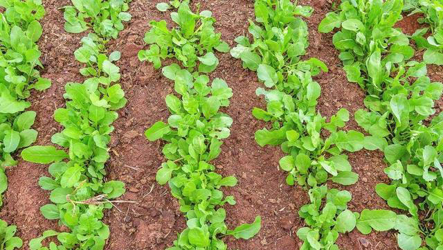 树底下和阳光不好的地方能种啥蔬菜？这些就不错，比有阳光长得好