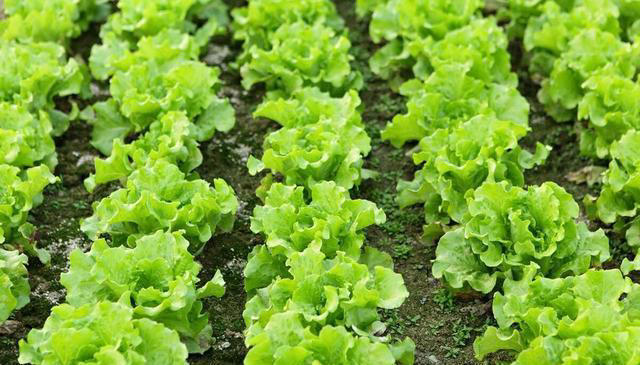 树底下和阳光不好的地方能种啥蔬菜？这些就不错，比有阳光长得好