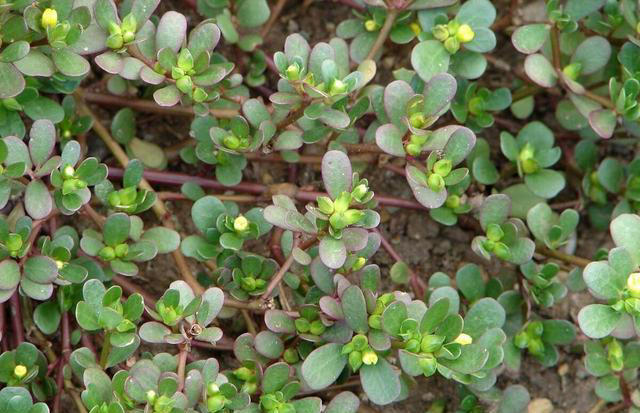 树底下和阳光不好的地方能种啥蔬菜？这些就不错，比有阳光长得好