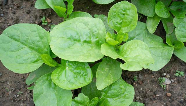 树底下和阳光不好的地方能种啥蔬菜？这些就不错，比有阳光长得好