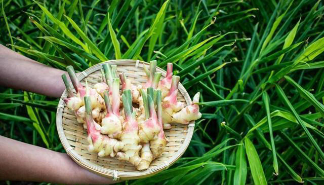 树底下和阳光不好的地方能种啥蔬菜？这些就不错，比有阳光长得好