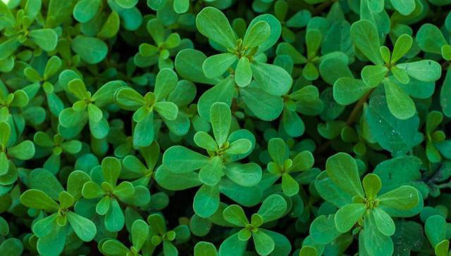 树底下和阳光不好的地方能种啥蔬菜？这些就不错，比有阳光长得好