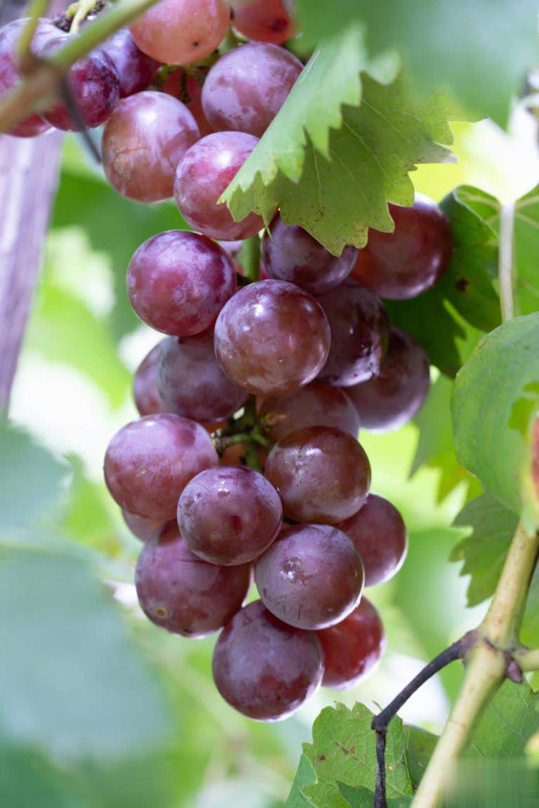 8种热门葡萄图鉴+5招选购技巧，轻松挑到甜润果