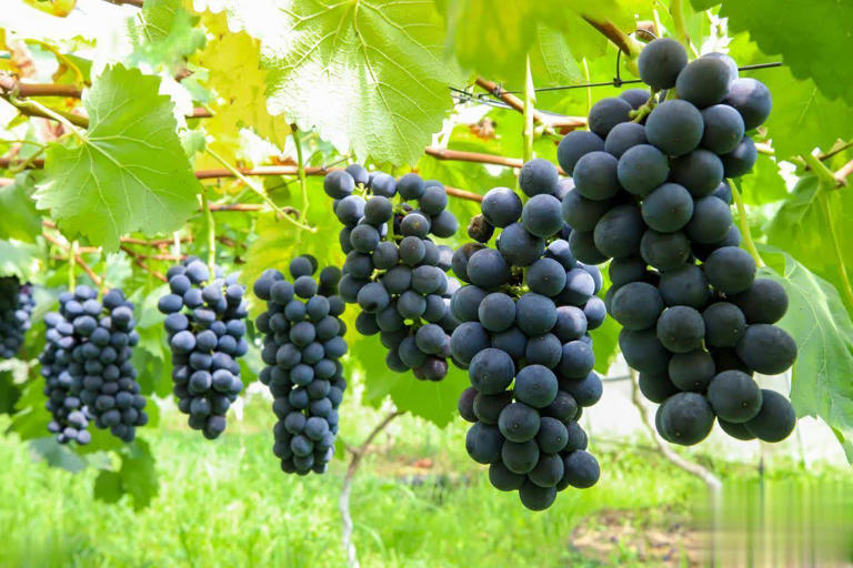 8种热门葡萄图鉴+5招选购技巧，轻松挑到甜润果