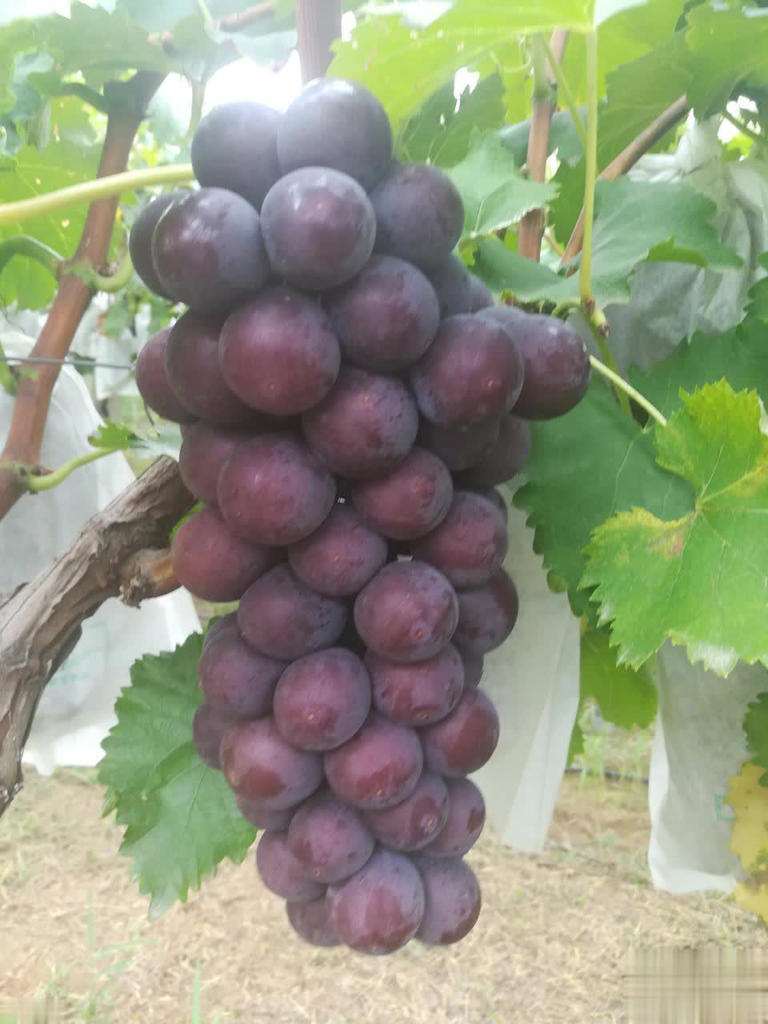 8种热门葡萄图鉴+5招选购技巧，轻松挑到甜润果