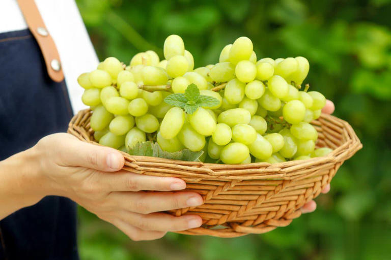 8种热门葡萄图鉴+5招选购技巧，轻松挑到甜润果