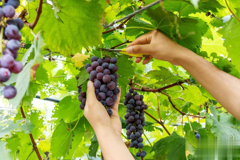 8种热门葡萄图鉴+5招选购技巧，轻松挑到甜润果