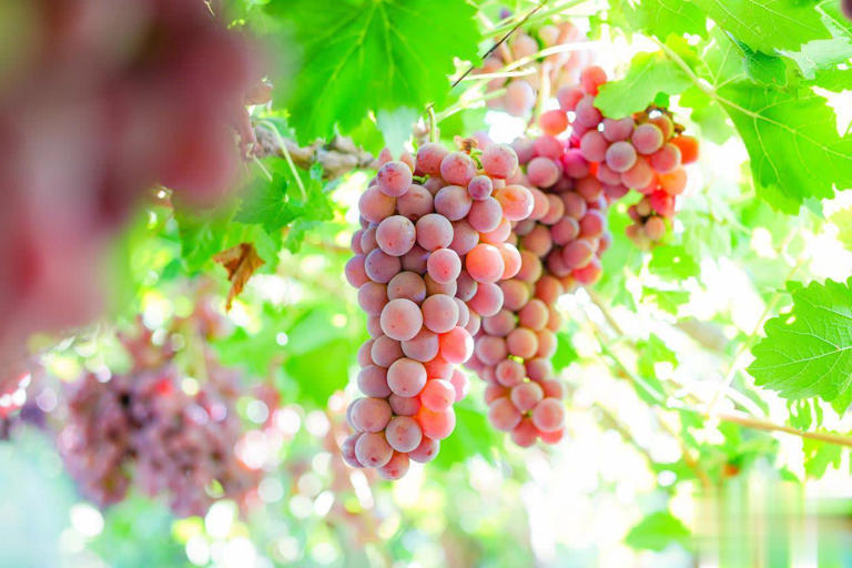 8种热门葡萄图鉴+5招选购技巧，轻松挑到甜润果