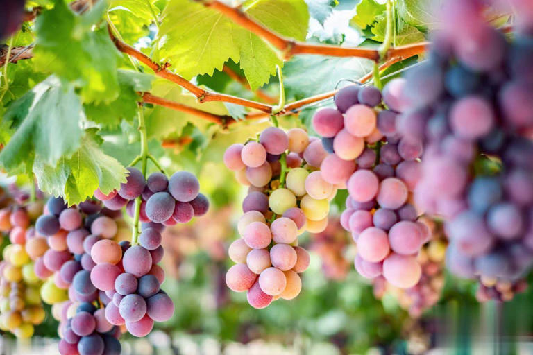 8种热门葡萄图鉴+5招选购技巧，轻松挑到甜润果