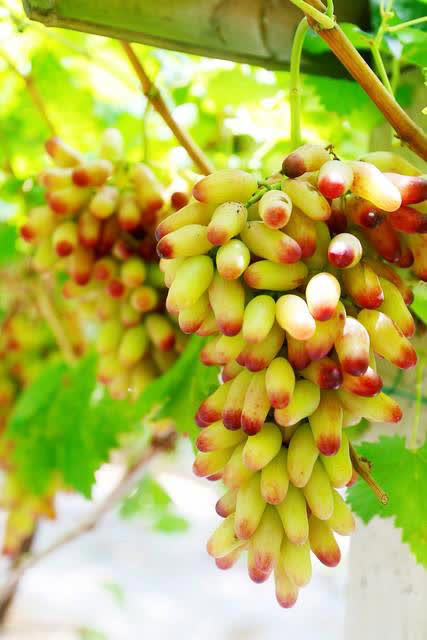 8种热门葡萄图鉴+5招选购技巧，轻松挑到甜润果