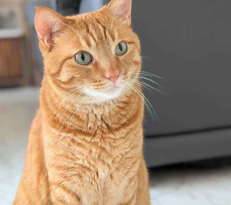 哪些气味会让喵星人心烦意乱，甚至暴躁如雷？