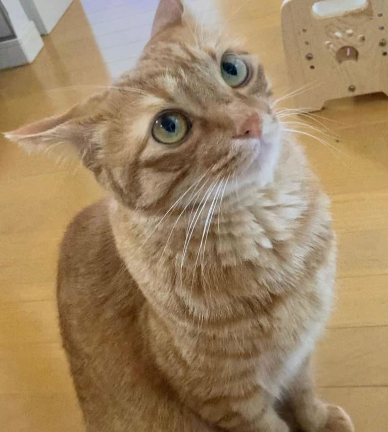 哪些气味会让喵星人心烦意乱，甚至暴躁如雷？