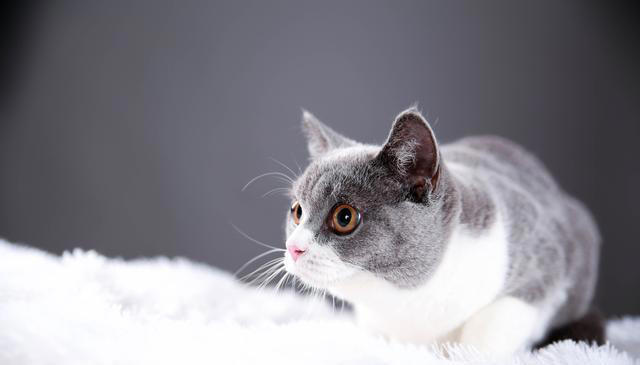 如何选一只健康的猫咪，掌握这些要点，你也可以是选猫高手