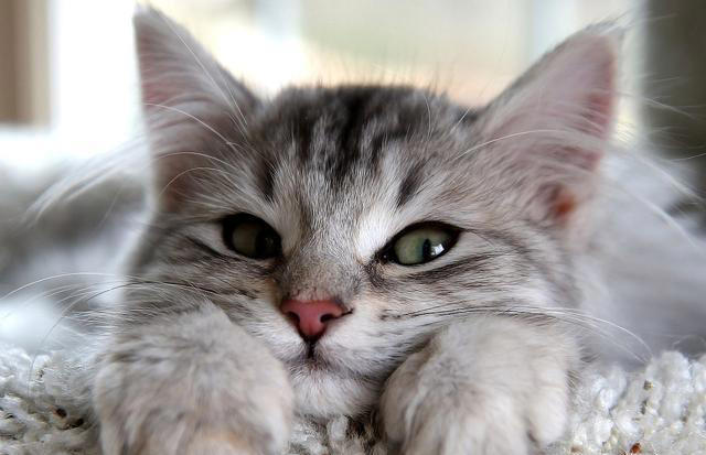 如何选一只健康的猫咪，掌握这些要点，你也可以是选猫高手