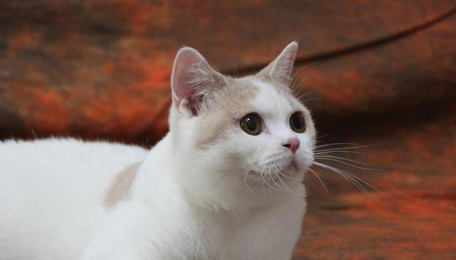 如何选一只健康的猫咪，掌握这些要点，你也可以是选猫高手