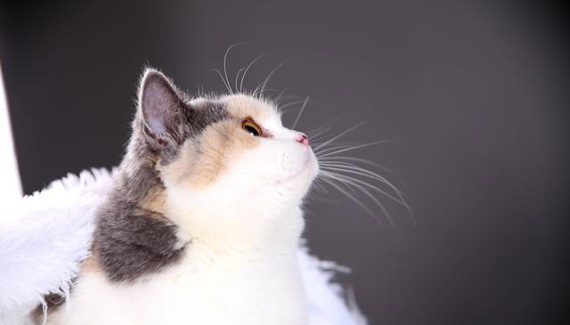 如何选一只健康的猫咪，掌握这些要点，你也可以是选猫高手