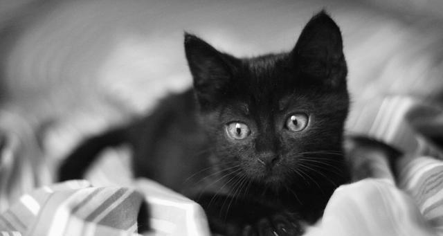 如何选一只健康的猫咪，掌握这些要点，你也可以是选猫高手