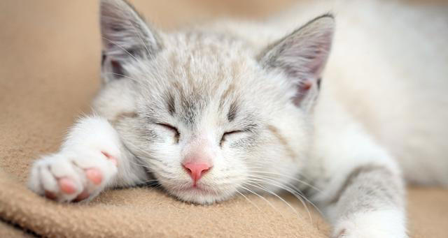 如何选一只健康的猫咪，掌握这些要点，你也可以是选猫高手