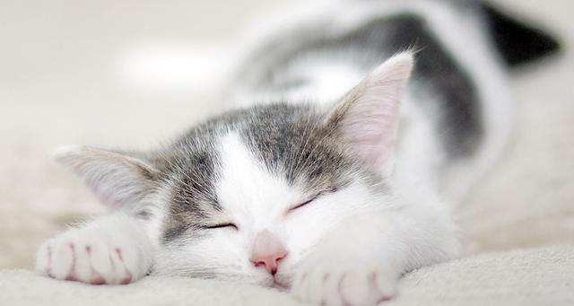 如何选一只健康的猫咪，掌握这些要点，你也可以是选猫高手