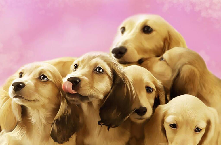 宠物的冷知识科普，以下的知识点，值得你去了解