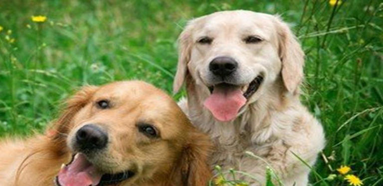 宠物的冷知识科普，以下的知识点，值得你去了解