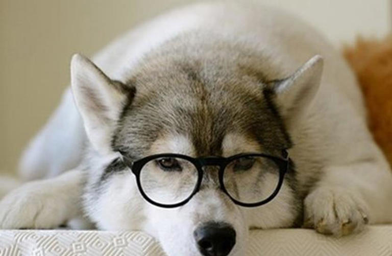 宠物的冷知识科普，以下的知识点，值得你去了解